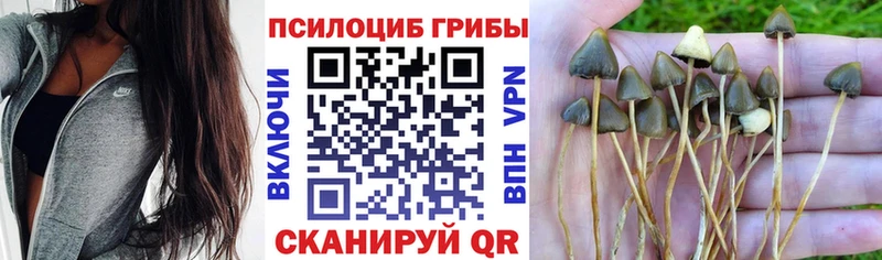 где купить наркоту  Воронеж  blacksprut tor  Псилоцибиновые грибы Psilocybine cubensis 